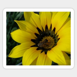 Gazania 12 - Gazania with Bee photograph Sticker